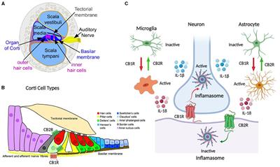 Endocannabinoid system components as potential neuroimmune therapeutic targets in tinnitus